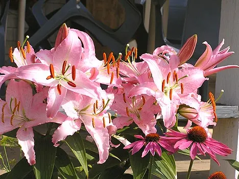 Lily Species (Lilium Hybrids) — Brief Description for Landscape Design Portfolio:\n\nLilium hybrids; with blossom sizes approximately 6 inches, image 162