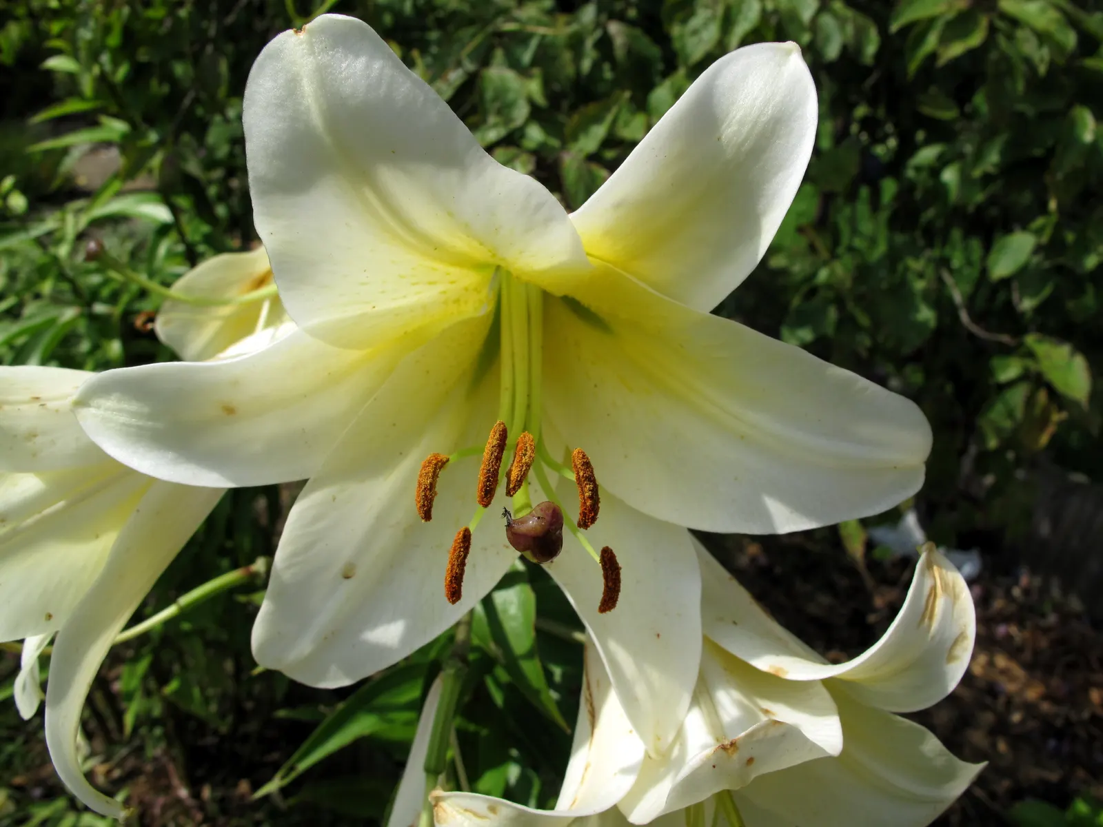Lily Species (Lilium Hybrids) — or to create dramatic backdrops when planted en masse; brief Description for Landscape Design Portfolio:\n\nLilium, image 109