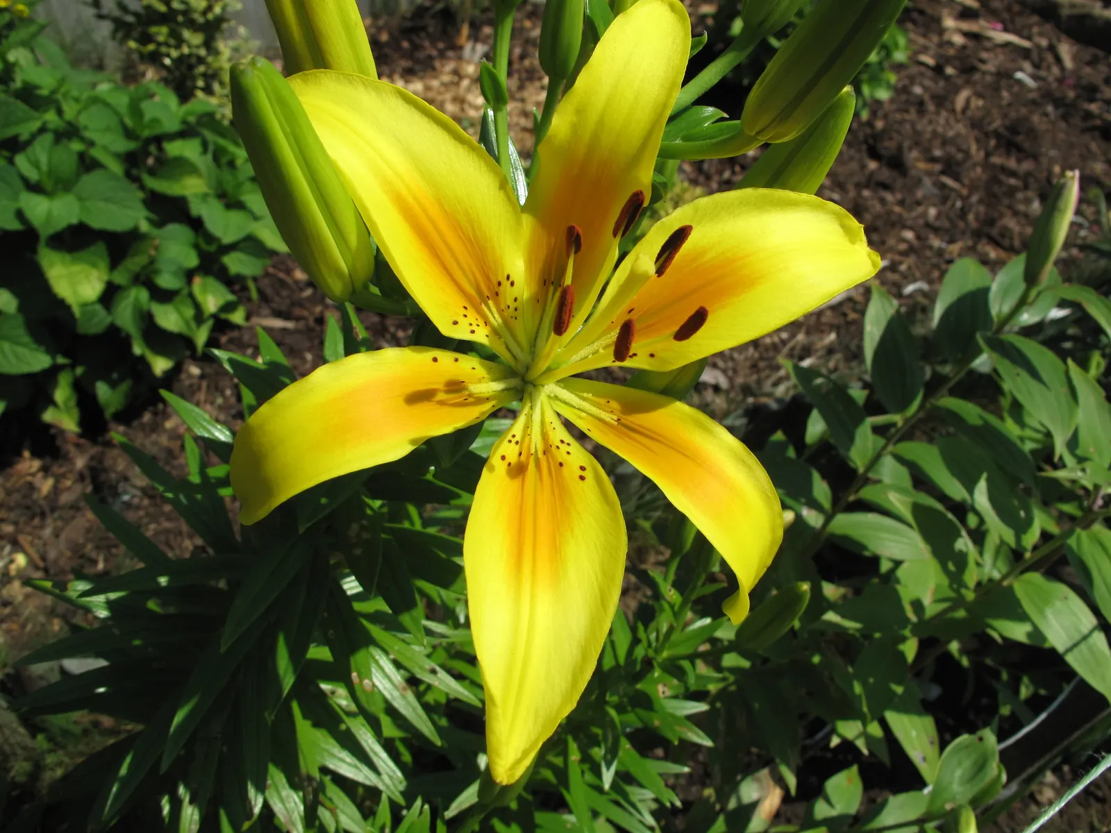Lily Species (Lilium Hybrids) — commonly referred to as hybrid lilies; they thrive under full sun to partial shade conditions, requiring at least 6, image 170