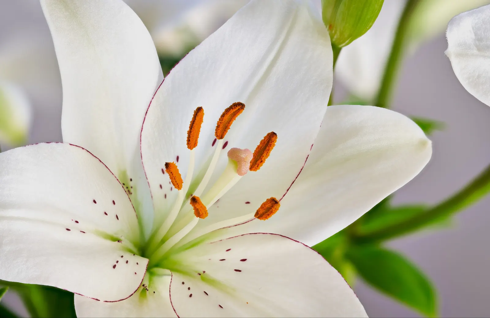 Lily Species (Lilium Hybrids) — often fragrant flowers that can captivate the senses and elevate the aesthetic of any garden; bulb with, image 158