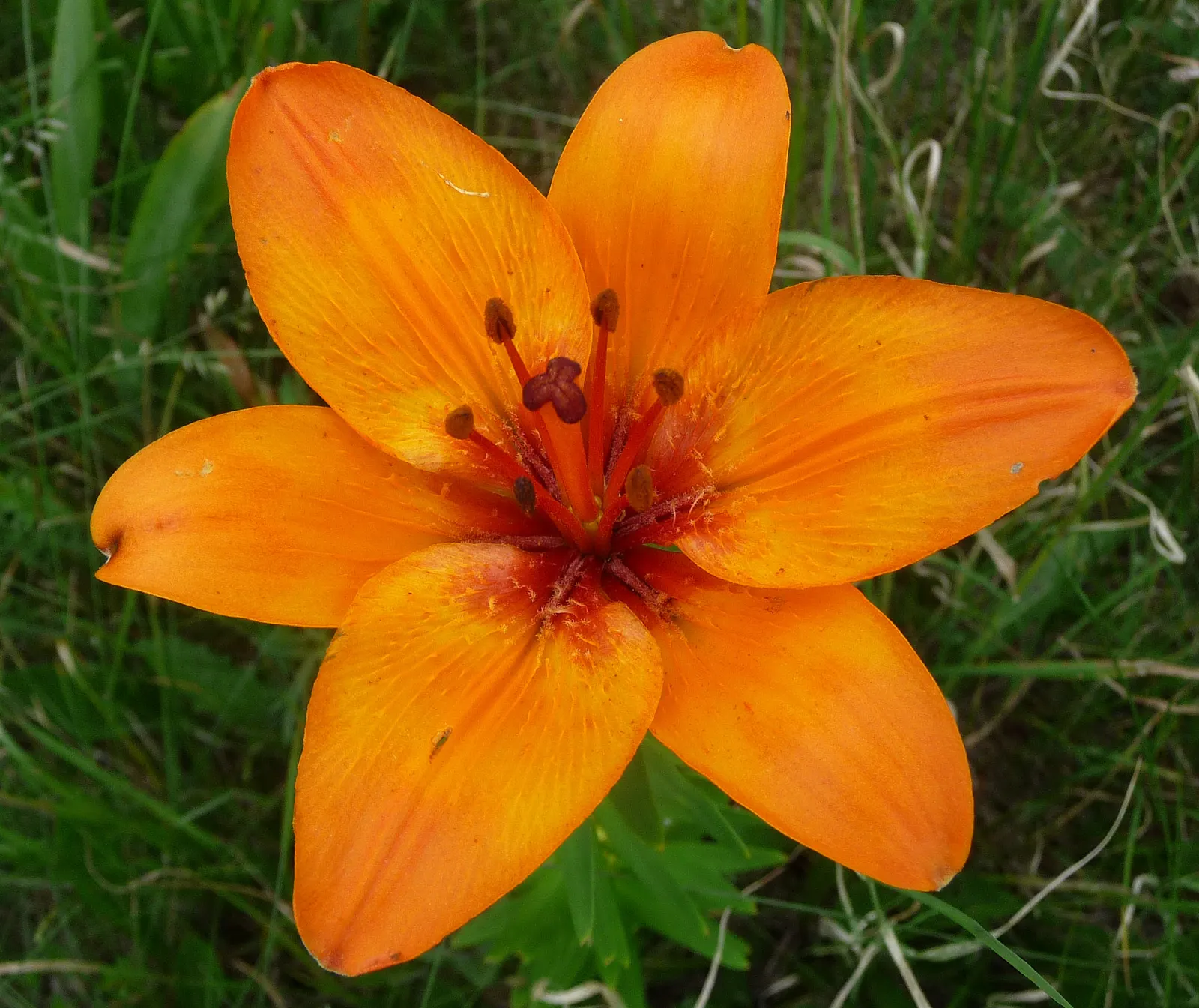 Lily Species (Lilium Hybrids) — consider using Lilium hybrids as focal points; or to create dramatic backdrops when planted en masse, image 154