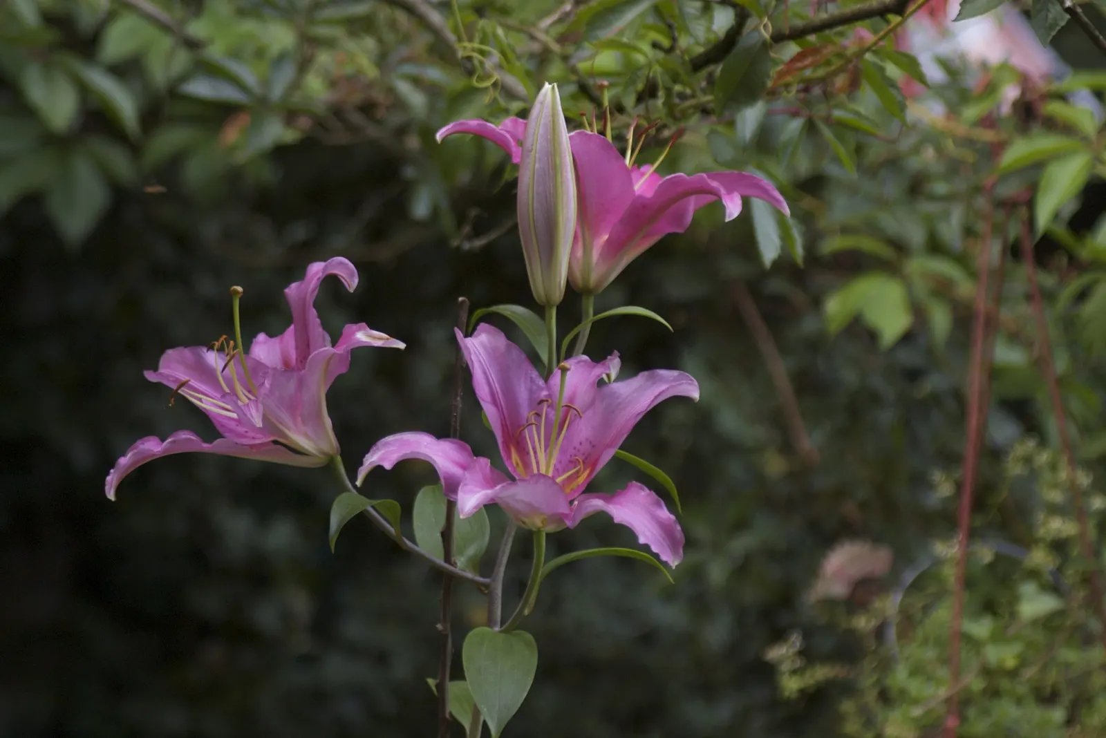 Lily Species (Lilium Hybrids) — consider using Lilium hybrids as focal points; or to create dramatic backdrops when planted en masse, image 108