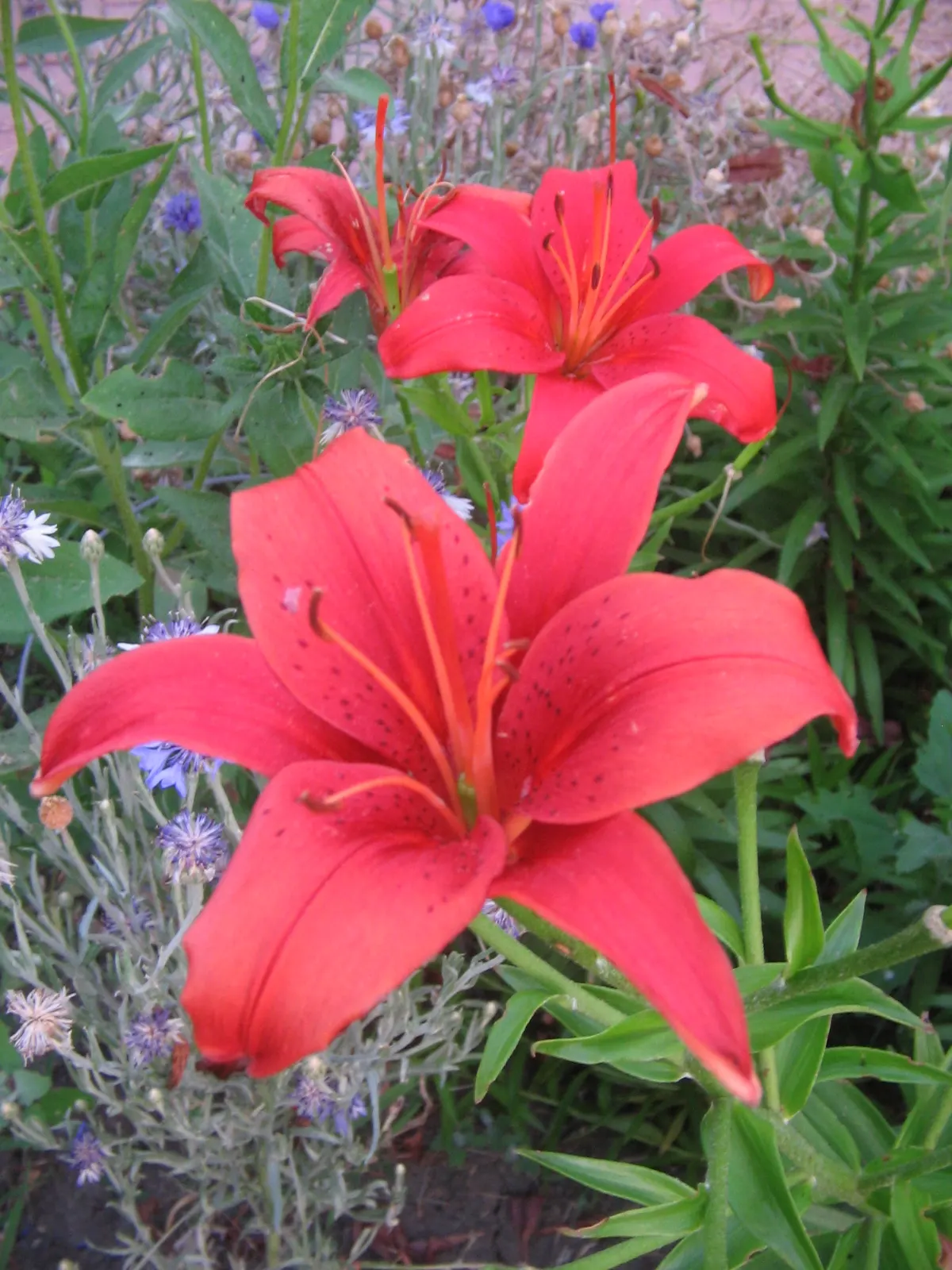 Lily Species (Lilium Hybrids) — These perennial bulbs flower mid-summer, offering a color range from whites to deep reds; commonly referred to as, image 212