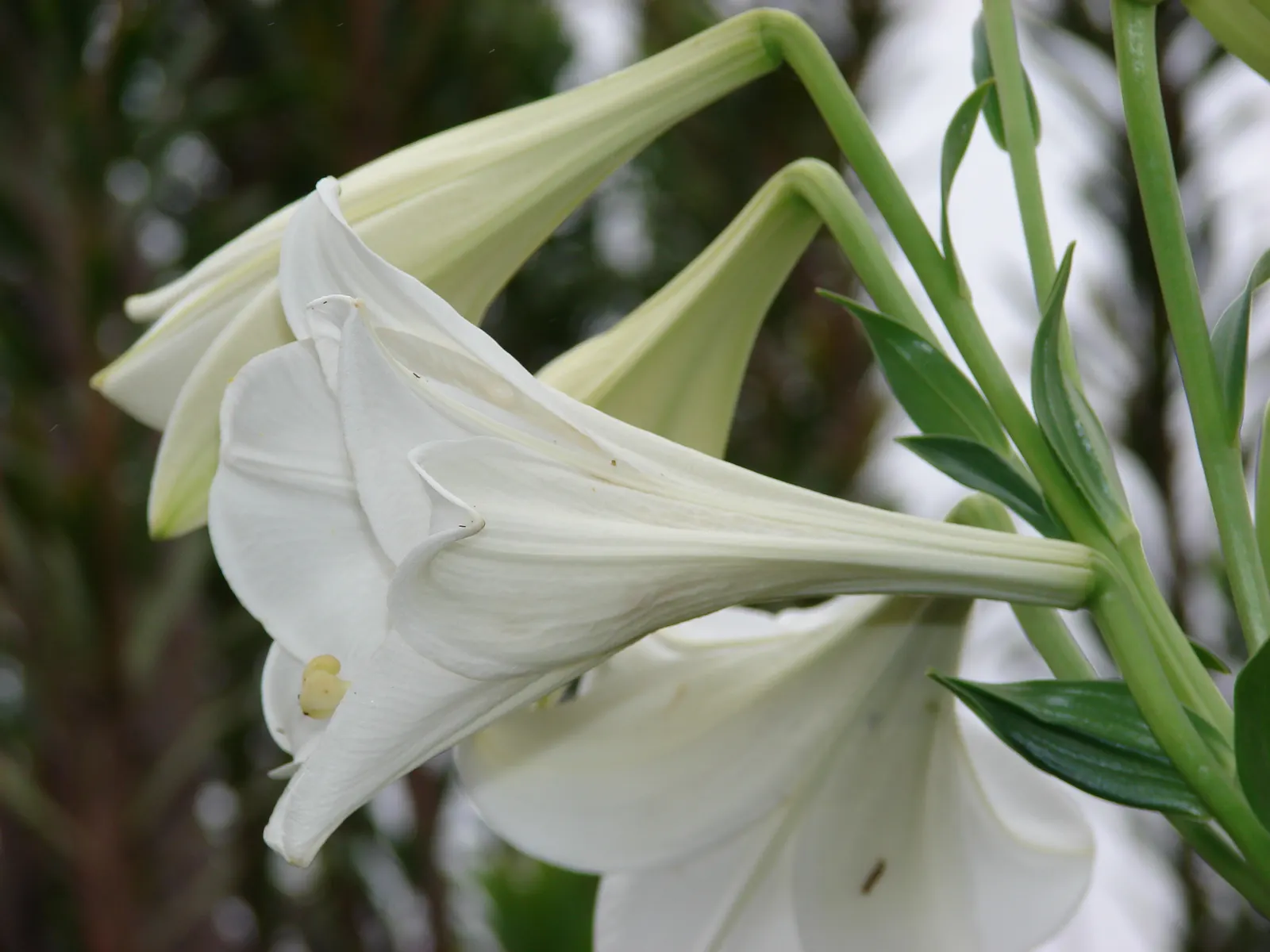 Lily Species (Lilium Hybrids) — They're also superb for cut flower arrangements, enhancing the clients' enjoyment beyond the garden space; annual, image 64
