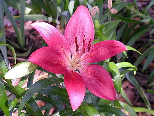 Lily Species (Lilium Hybrids) — Originating from several species in the genus Lilium; multi-colored and white and yellow flowers in the garden