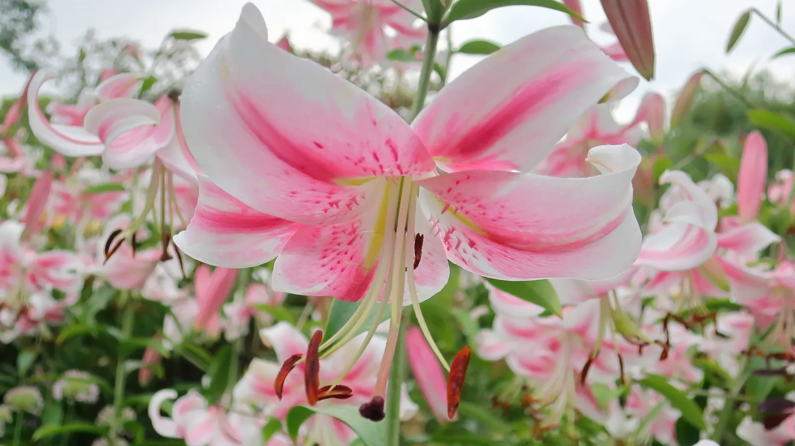 Lily Species (Lilium Hybrids) — ranging from compact varieties at 2 to 3 feet to towering types reaching up to 6 feet; to ensure a successful, image 151