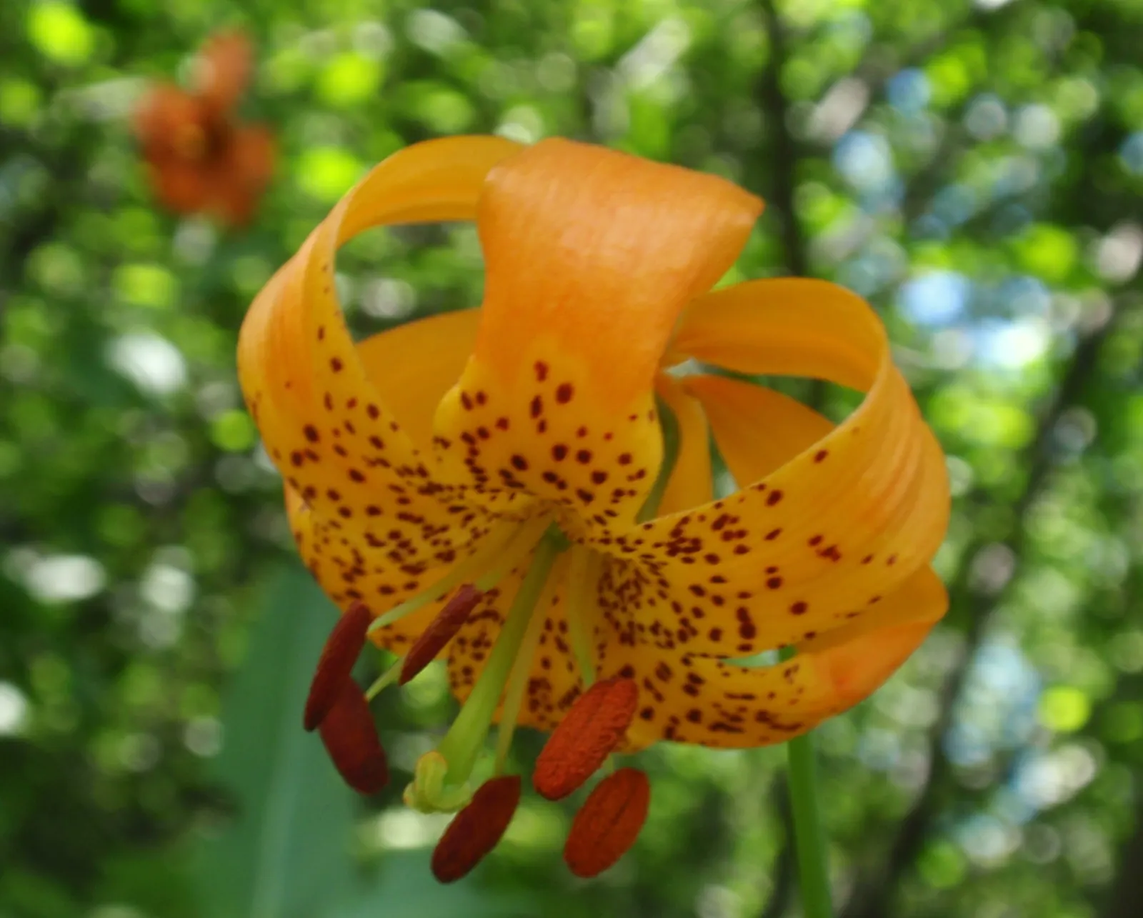 Lily Species (Lilium Hybrids) — esteemed for their vibrant blooms