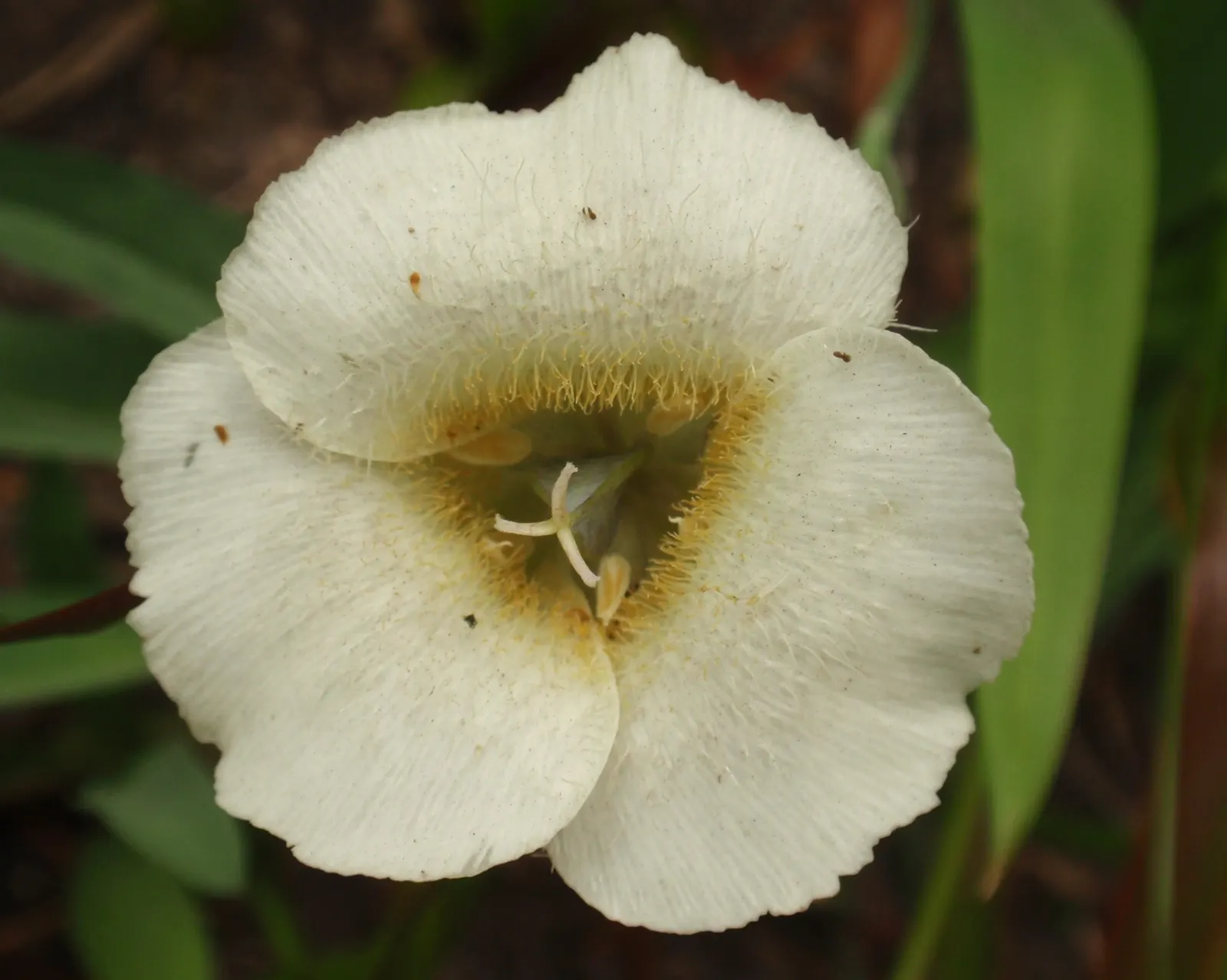 Lily Species (Lilium Hybrids) — To ensure a successful bloom, add a layer of mulch to conserve moisture and regulate soil temperature; hybrid, image 157
