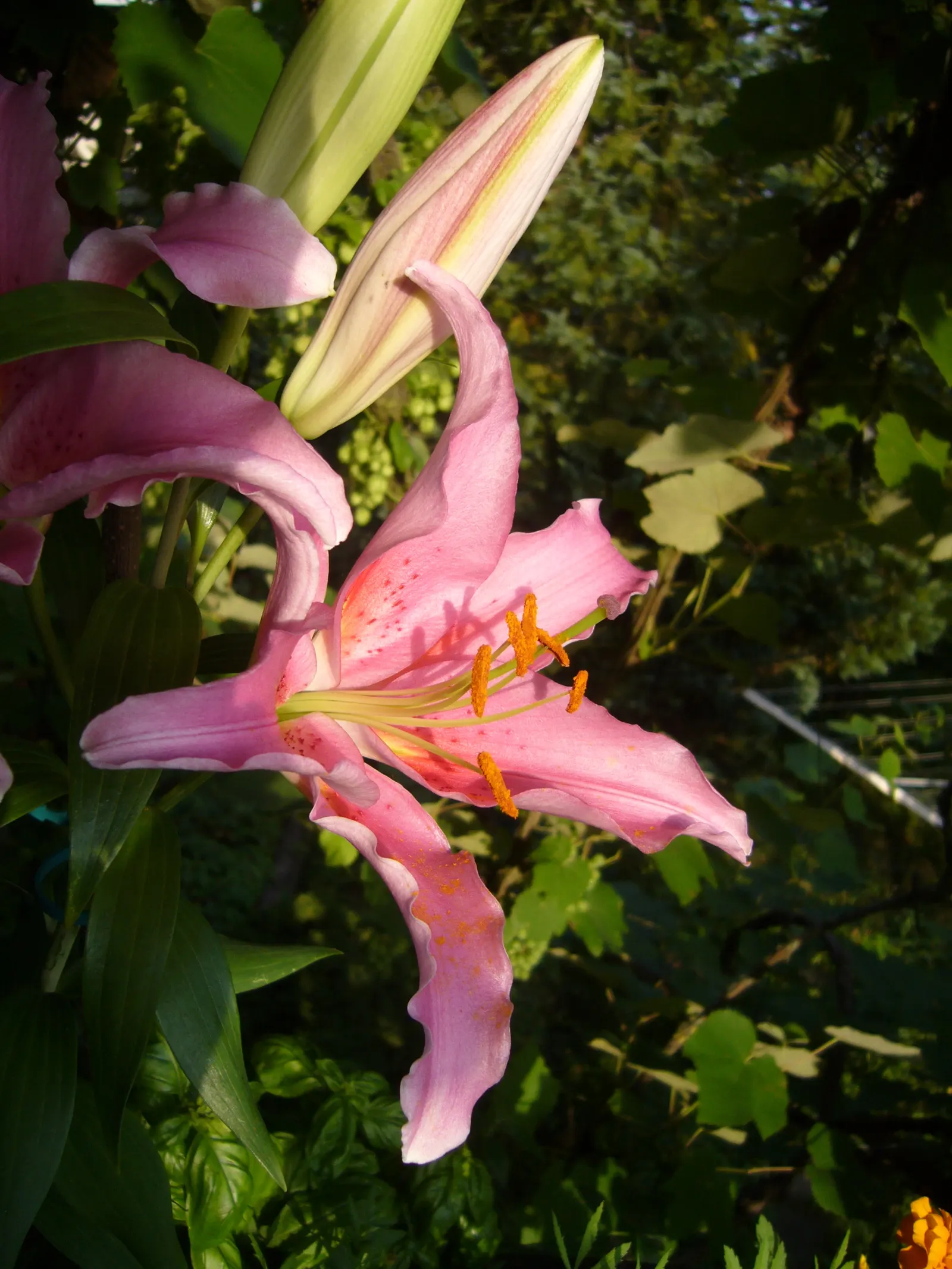 Lily Species (Lilium Hybrids) — They thrive under full sun to partial shade conditions, requiring at least 6 hours of sunlight daily; can reach up, image 129