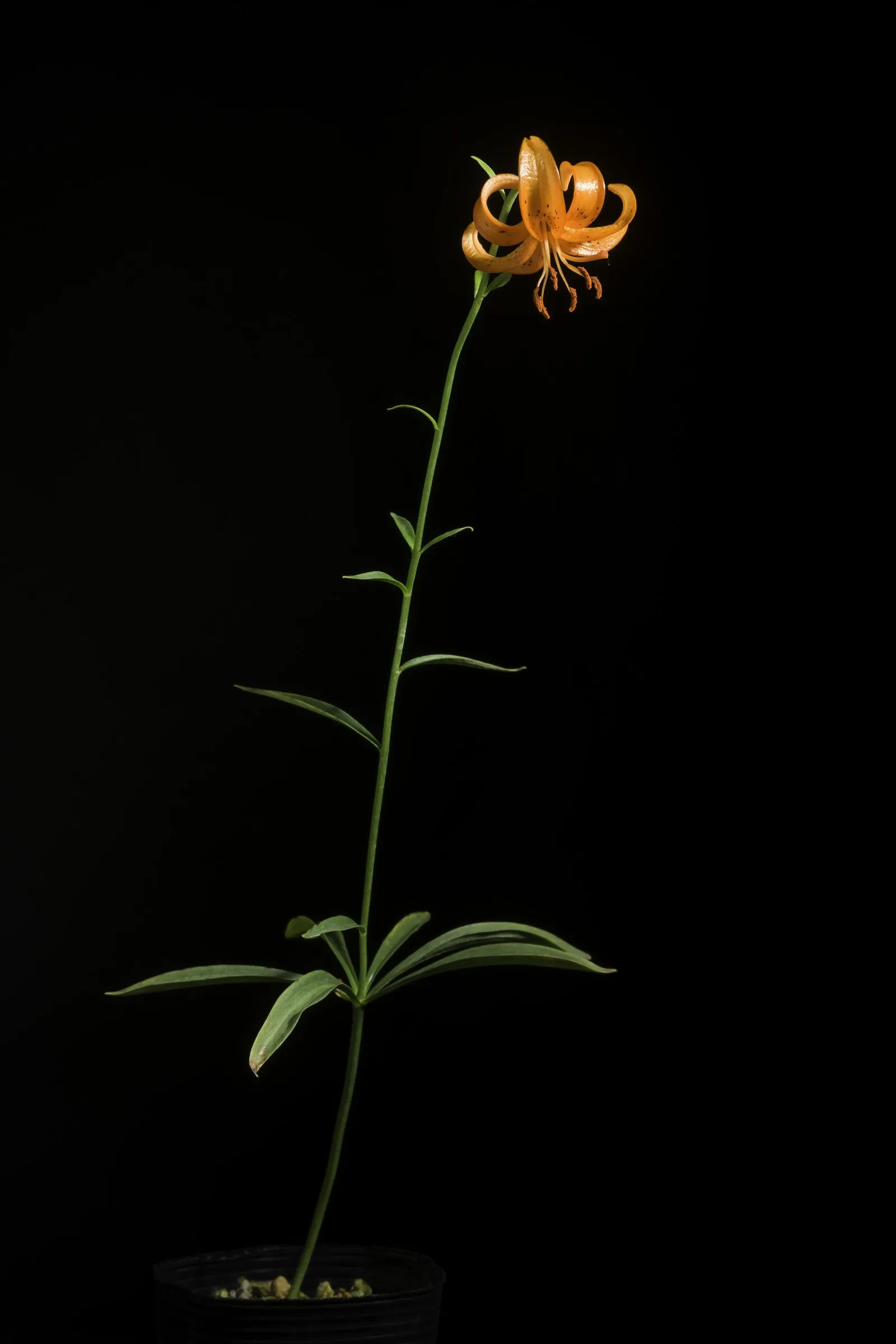 Lily Species (Lilium Hybrids) — commonly referred to as hybrid lilies; they thrive under full sun to partial shade conditions, requiring at least 6, image 55