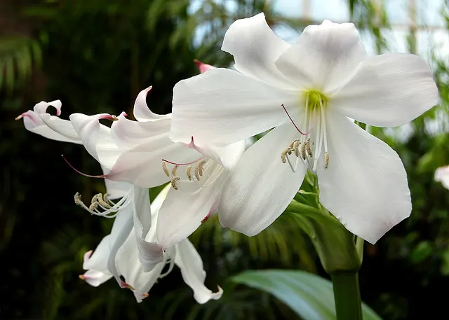Lily Species (Lilium Hybrids) — with blossom sizes approximately 6 inches across; esteemed for their vibrant blooms, image 142