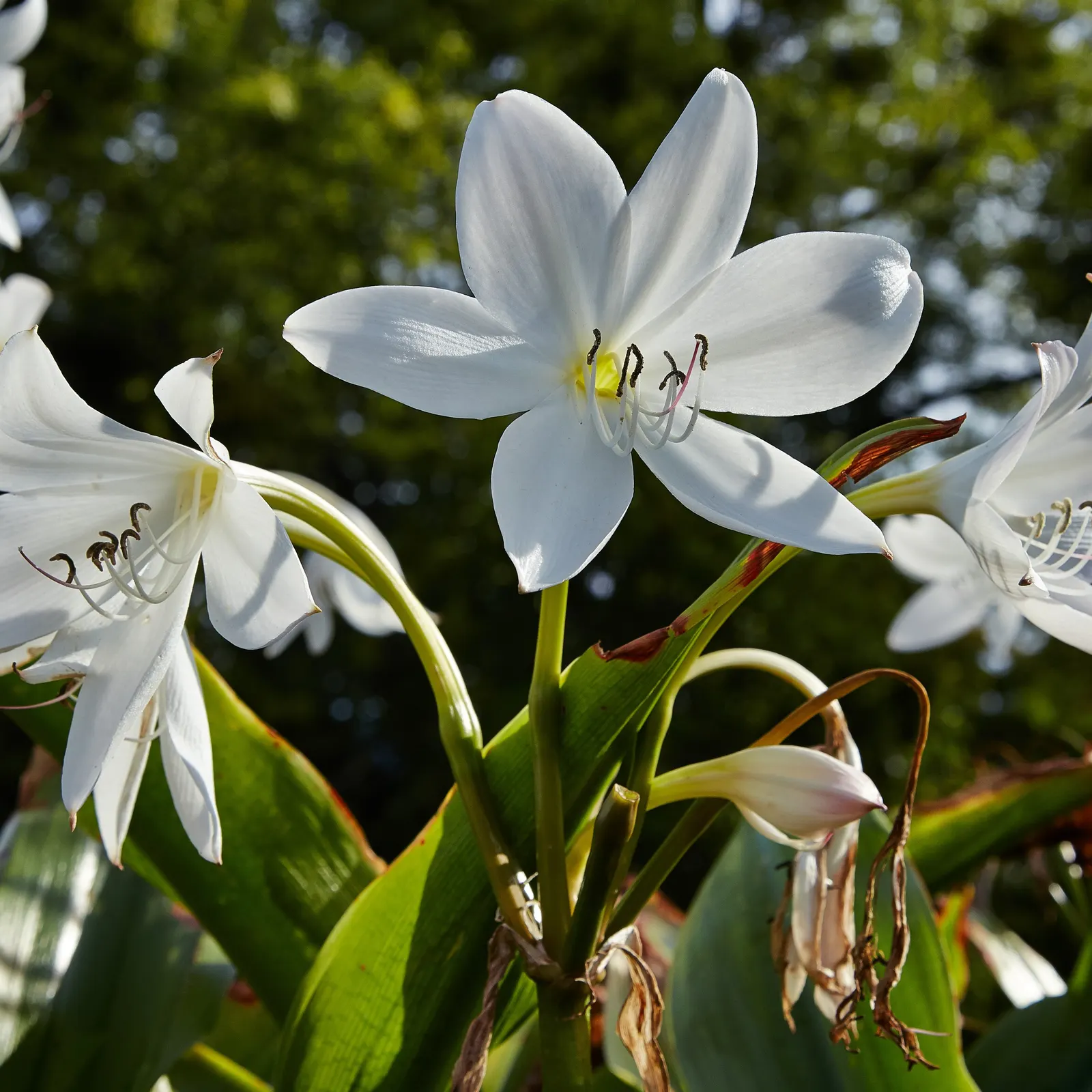 Lily Species (Lilium Hybrids) — with blossom sizes approximately 6 inches across; esteemed for their vibrant blooms, image 119