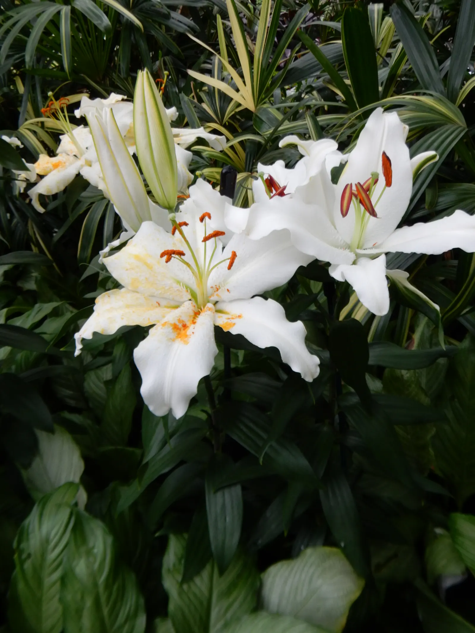 Lily Species (Lilium Hybrids) — bulb with multi-colored and white and yellow blooms; ranging from compact varieties at 2 to 3 feet to towering, image 91