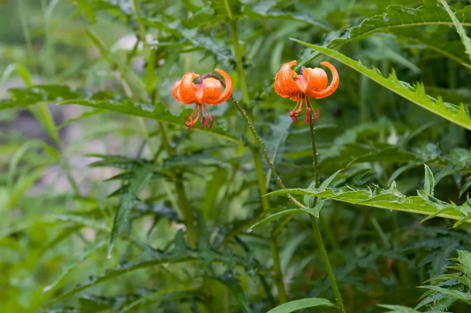 Lily Species (Lilium Hybrids) — They're also superb for cut flower arrangements, enhancing the clients' enjoyment beyond the garden space; annual, image 156