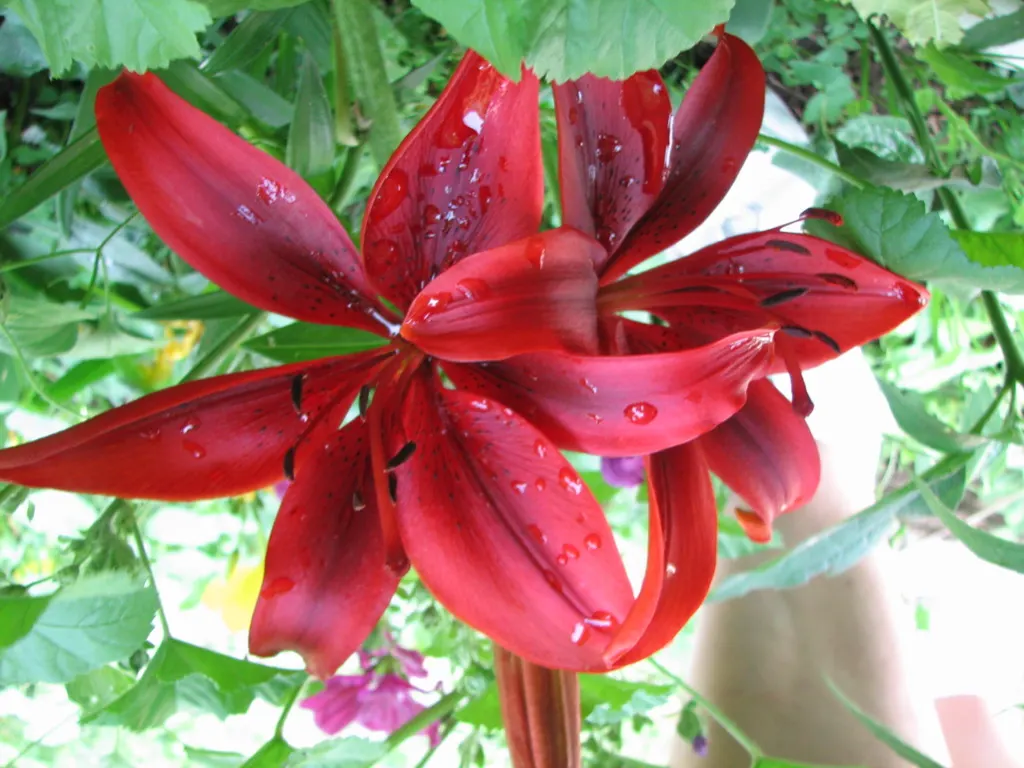 Lily Species (Lilium Hybrids) — Prefer well-drained soil and full sun to partial shade; consider using Lilium hybrids as focal points, image 75