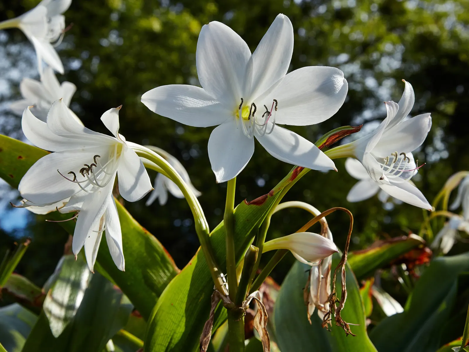 Lily Species (Lilium Hybrids) — Originating from several species in the genus Lilium; multi-colored and white and yellow flowers in the garden, image 125