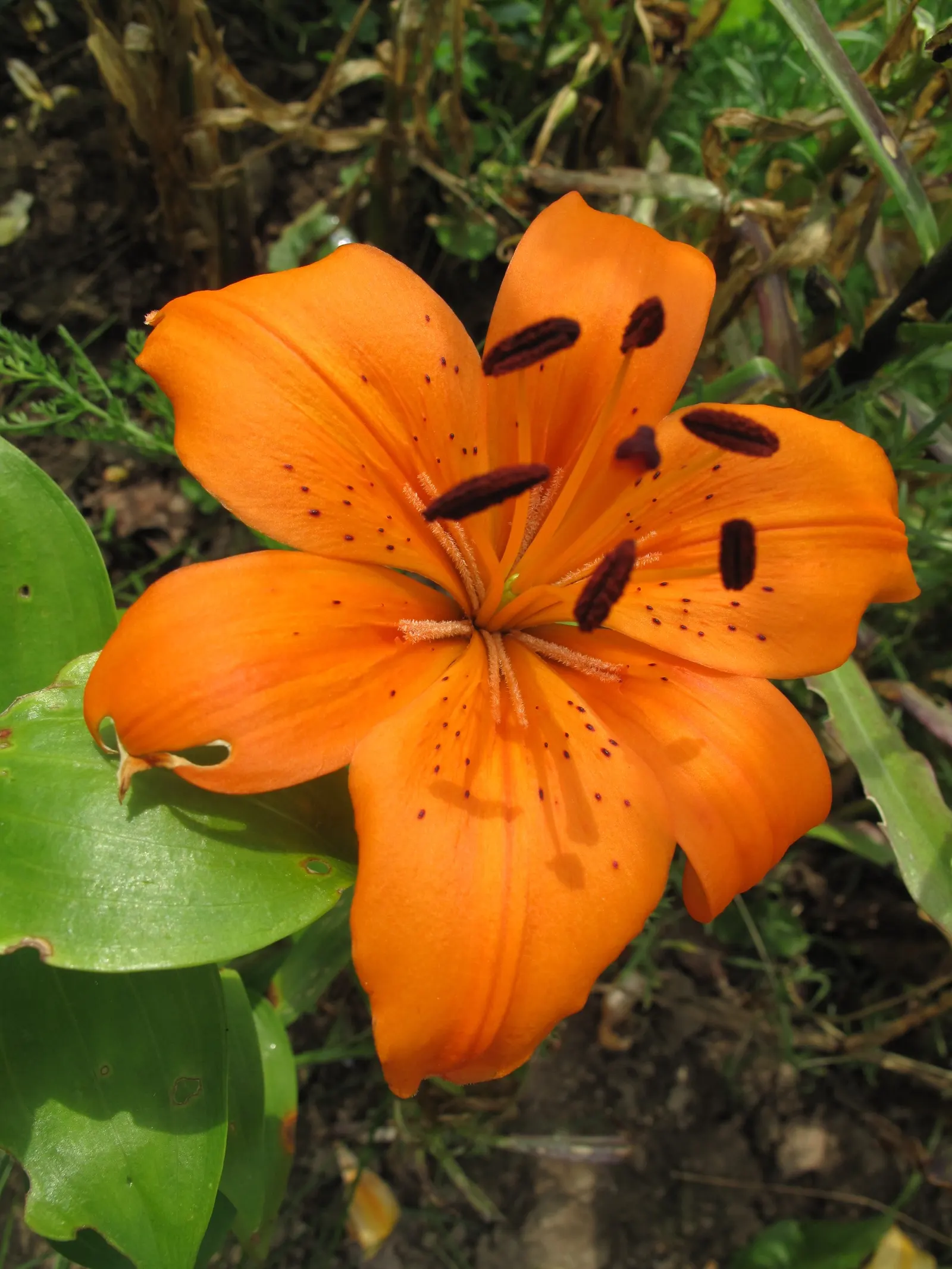 Lily Species (Lilium Hybrids) — Ideal for accents in beds and borders or as dramatic focal points; bulb for full or half, image 99