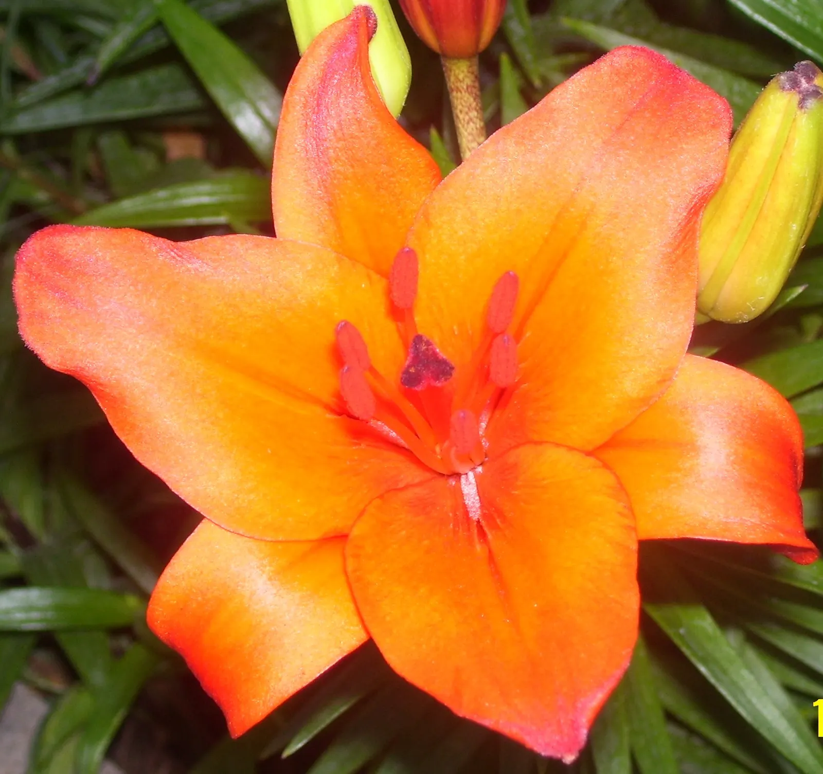 Lily Species (Lilium Hybrids) — commonly referred to as hybrid lilies; they thrive under full sun to partial shade conditions, requiring at least 6 hours of