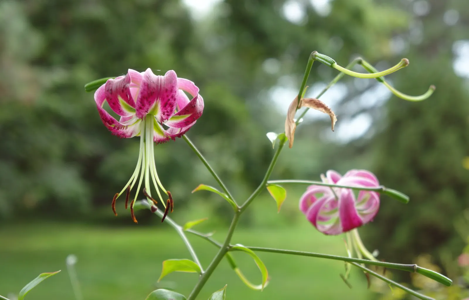 Lily Species (Lilium Hybrids) — or to create dramatic backdrops when planted en masse; brief Description for Landscape Design Portfolio:\n\nLilium, image 63