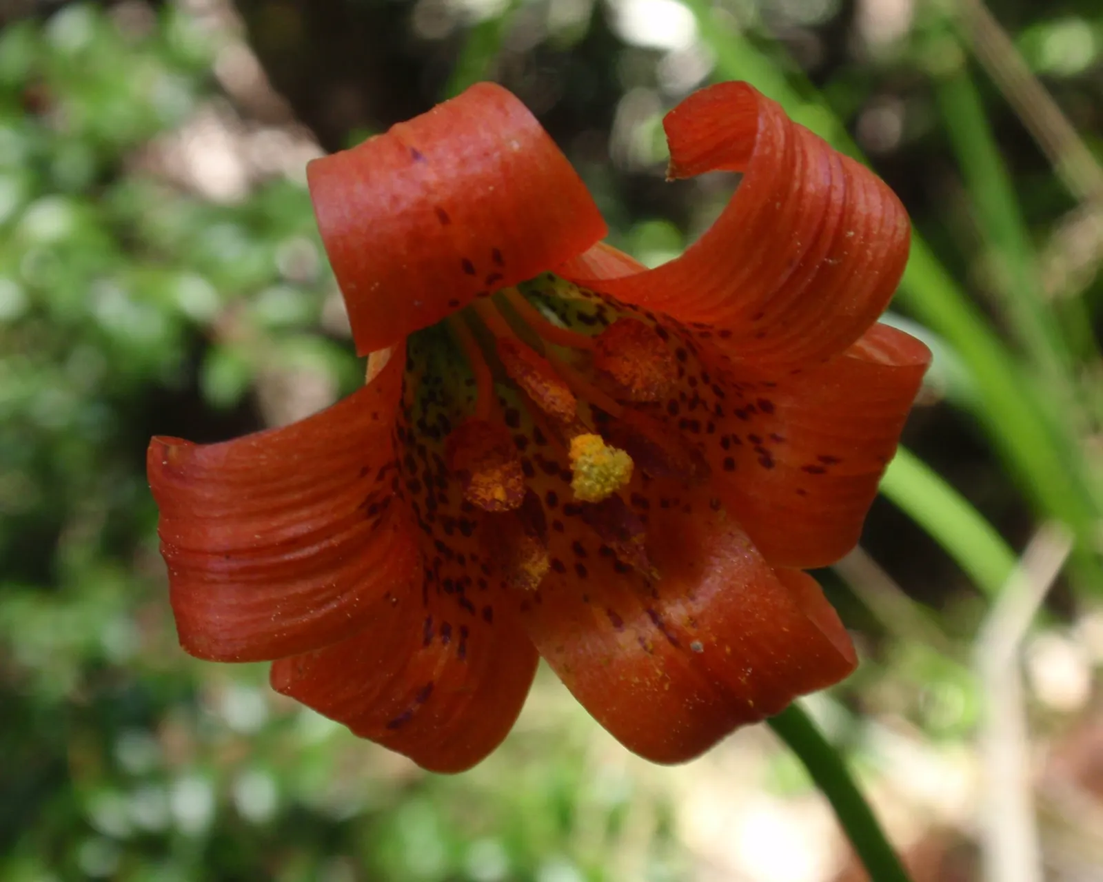 Lily Species (Lilium Hybrids) — They're also superb for cut flower arrangements, enhancing the clients' enjoyment beyond the garden space; annual, image 202