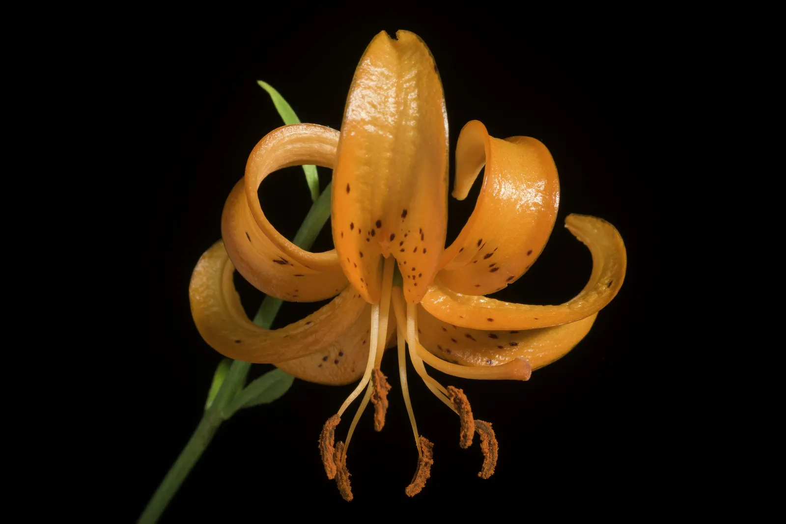 Lily Species (Lilium Hybrids) — ranging from compact varieties at 2 to 3 feet to towering types reaching up to 6 feet; to ensure a successful, image 105