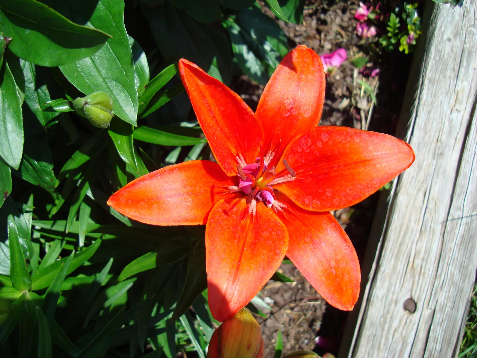 Lily Species (Lilium Hybrids) — These perennial bulbs flower mid-summer, offering a color range from whites to deep reds