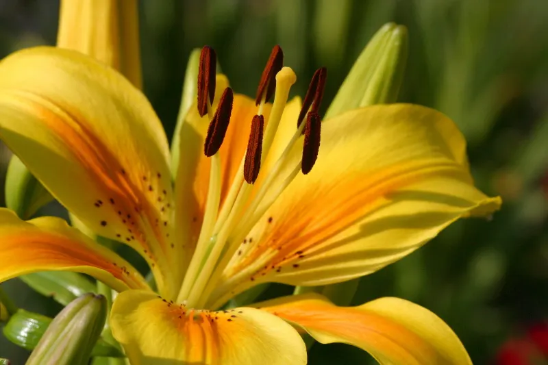 Lily Species (Lilium Hybrids) — you'll find their versatility in design and height variance, image 150