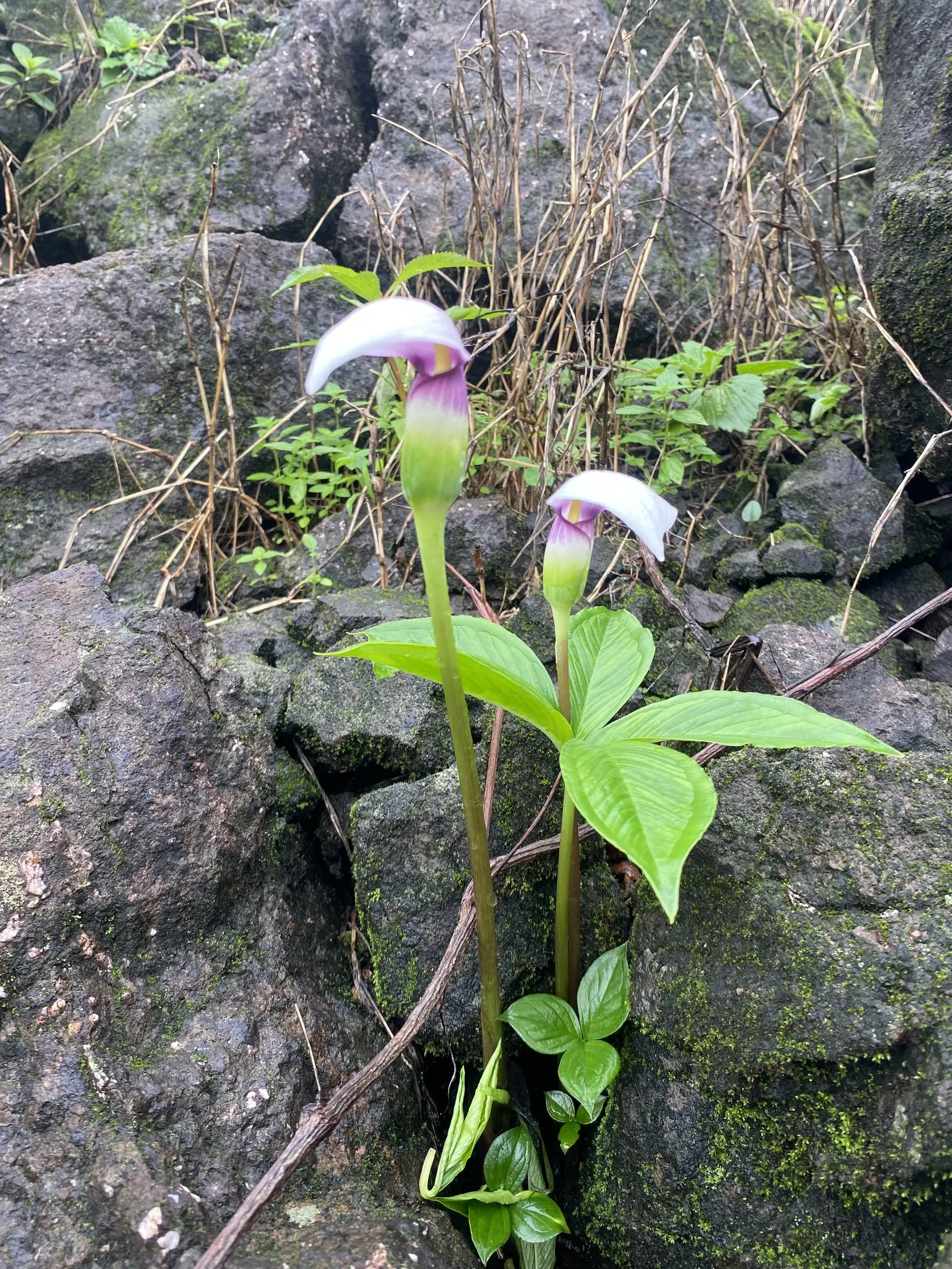 Lily Species (Lilium Hybrids) — commonly referred to as hybrid lilies; they thrive under full sun to partial shade conditions, requiring at least 6, image 78
