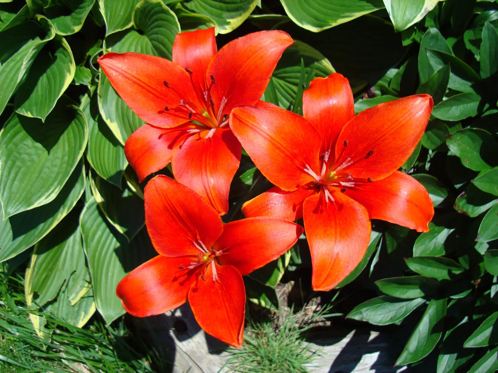 Lily Species (Lilium Hybrids) — These perennial bulbs flower mid-summer, offering a color range from whites to deep reds; commonly referred to as, image 97