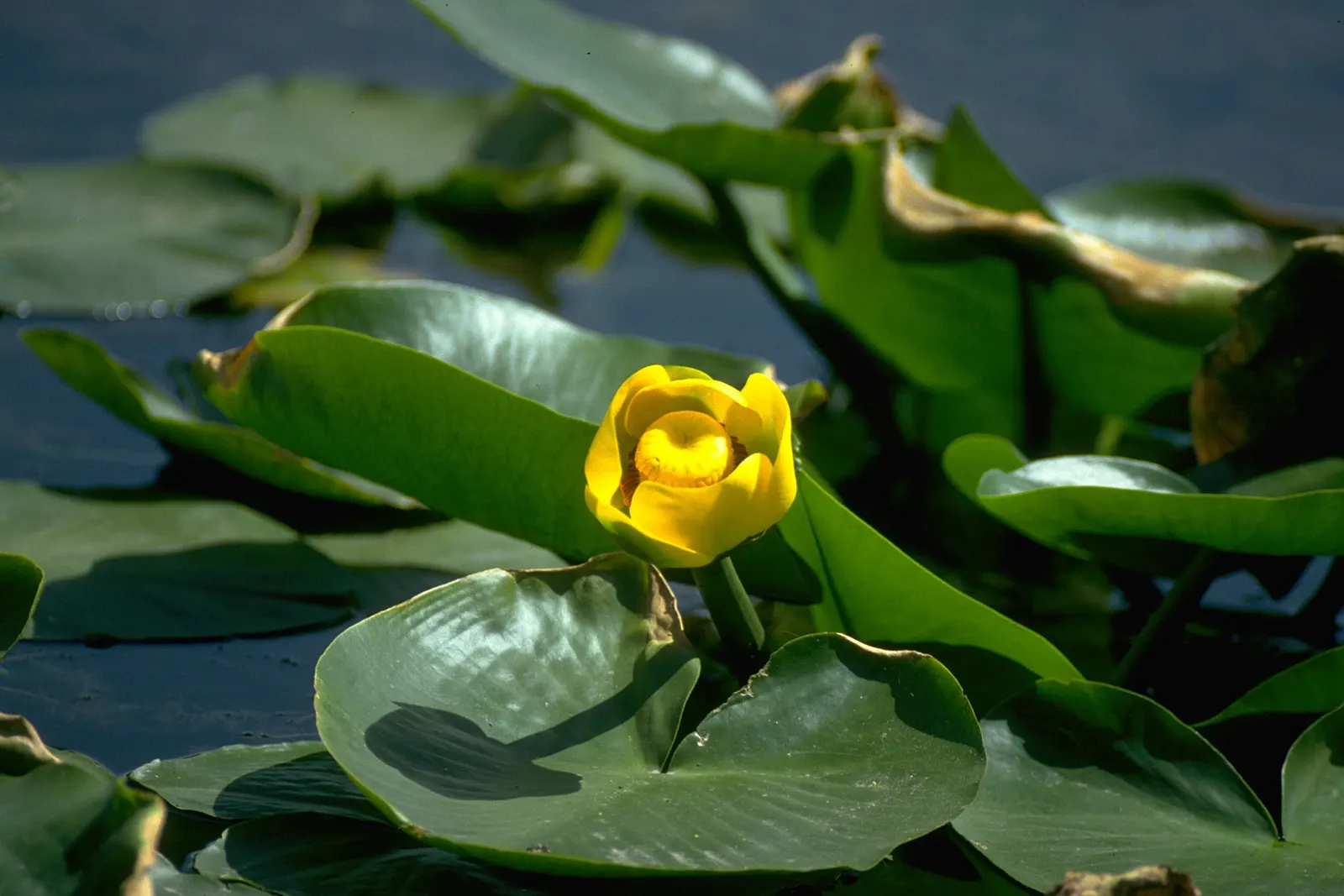 Lily Species (Lilium Hybrids) — Originating from several species in the genus Lilium; multi-colored and white and yellow flowers in the garden, image 56