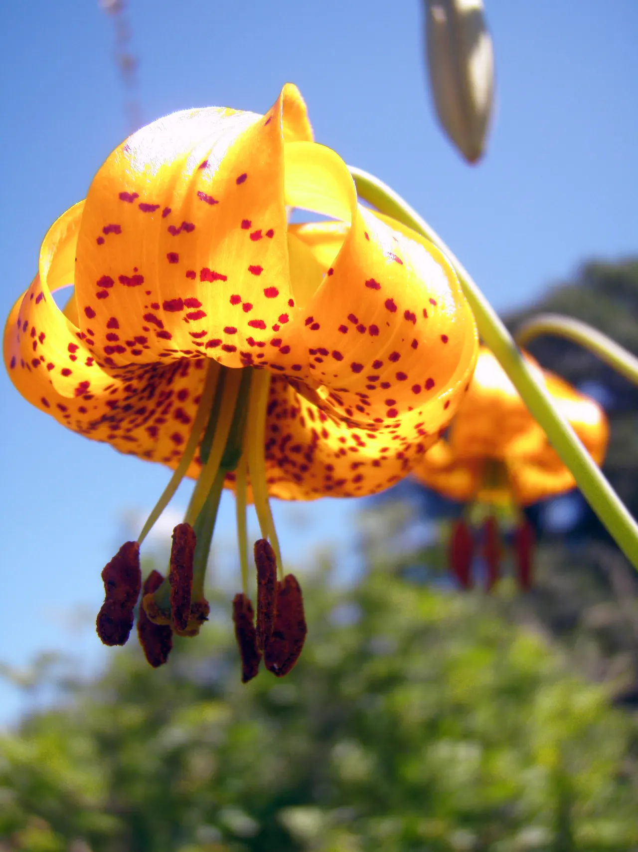 Lily Species (Lilium Hybrids) — can reach up to 6 feet in height; they're also superb for cut flower arrangements, enhancing the clients' enjoyment beyond the