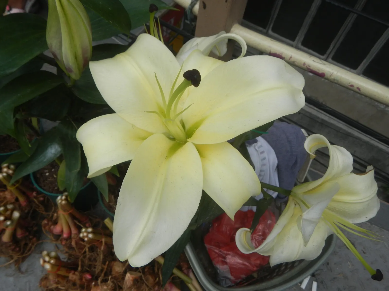 Lily Species (Lilium Hybrids) — esteemed for their vibrant blooms; these hybrids have been selectively bred to enhance particular features such as, image 71