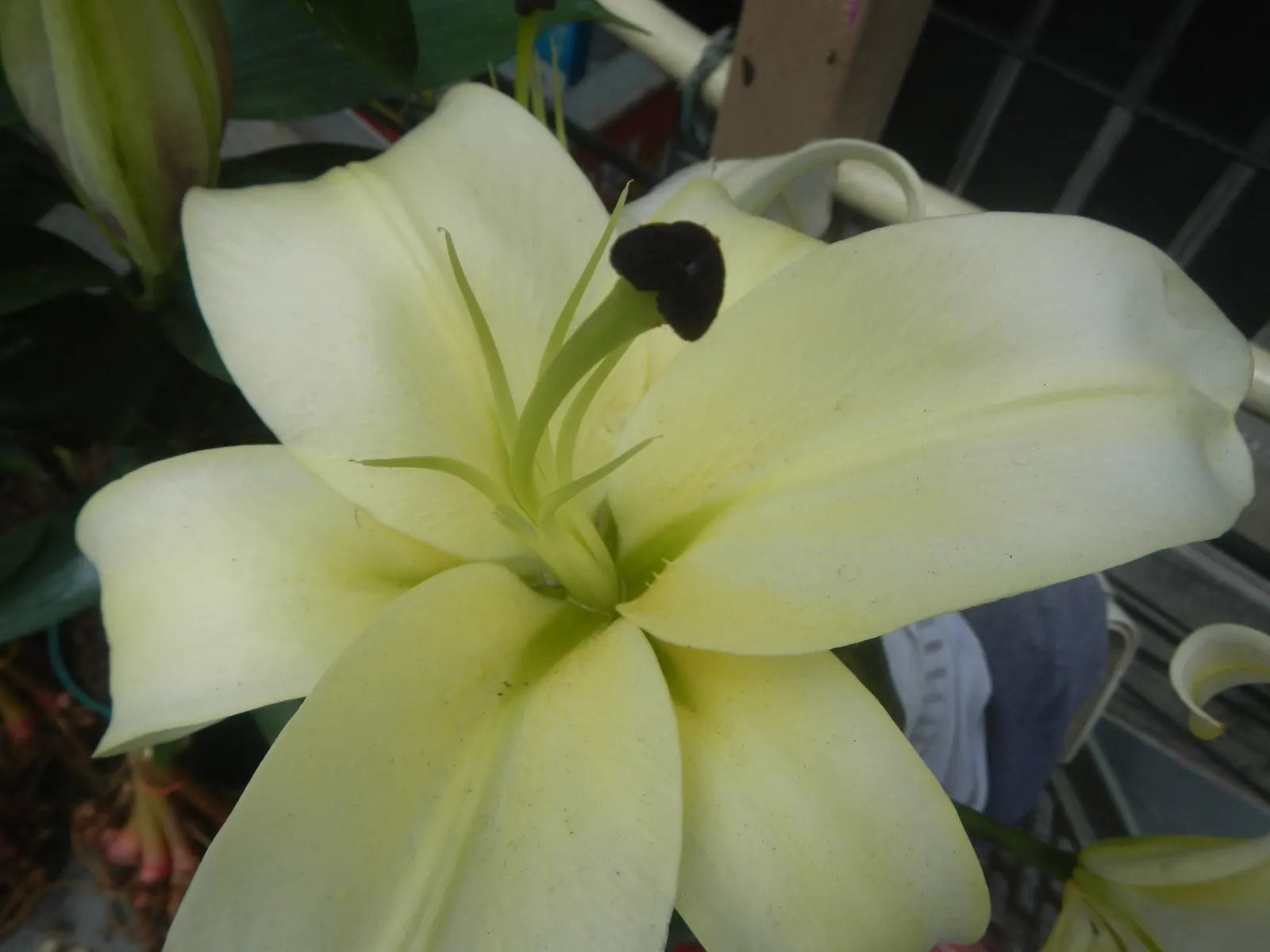 Lily Species (Lilium Hybrids) — Hybrid lilies bloom from early to late summer, with each flower lasting approximately 2 to 3 weeks; originating, image 61