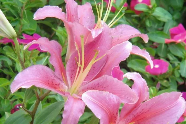 Lily Species (Lilium Hybrids) — can reach up to 6 feet in height; they're also superb for cut flower arrangements, enhancing the clients' enjoyment, image 210