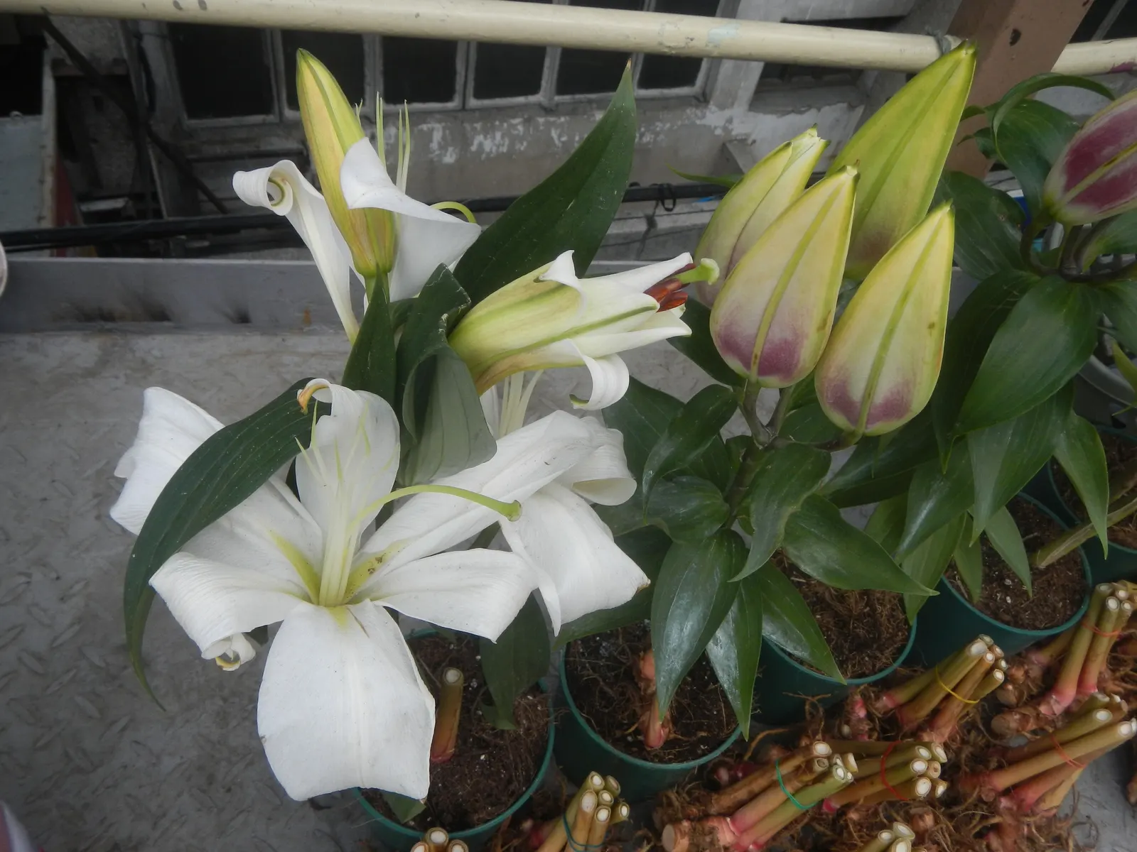 Lily Species (Lilium Hybrids) — Annual mulching is advised to protect bulbs in winter