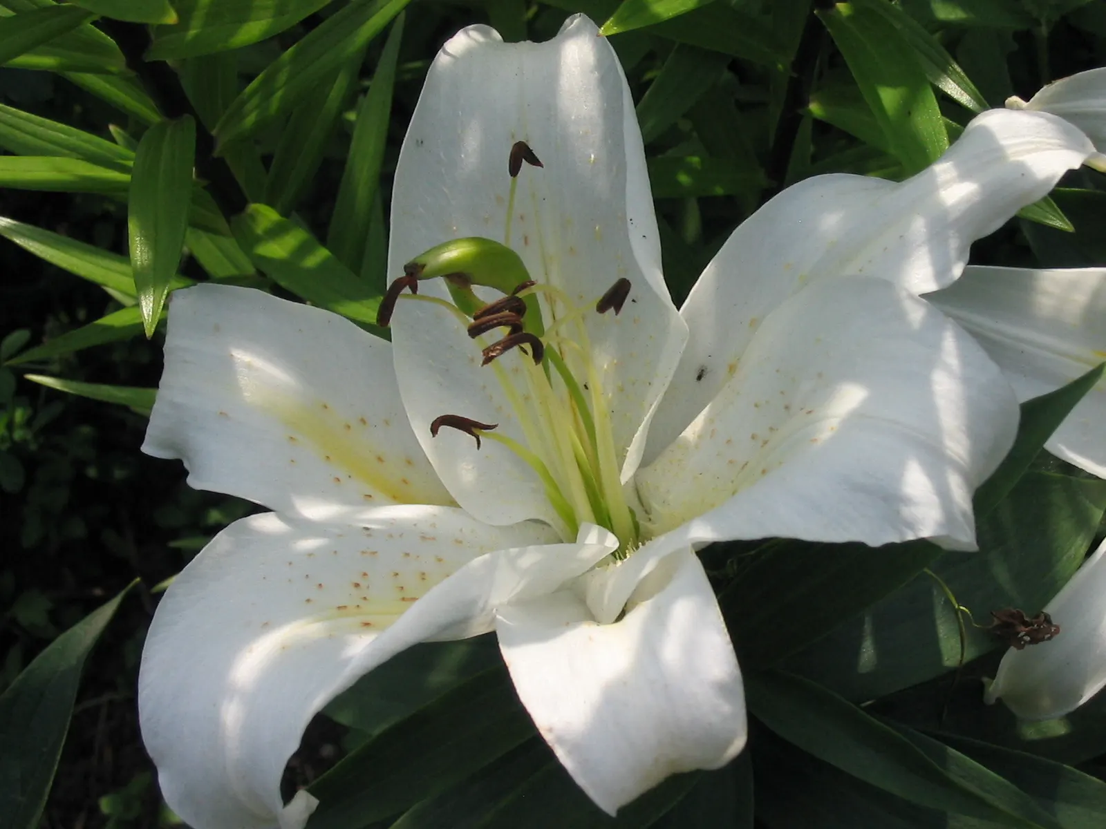 Lily Species (Lilium Hybrids) — can reach up to 6 feet in height; they're also superb for cut flower arrangements, enhancing the clients' enjoyment, image 72