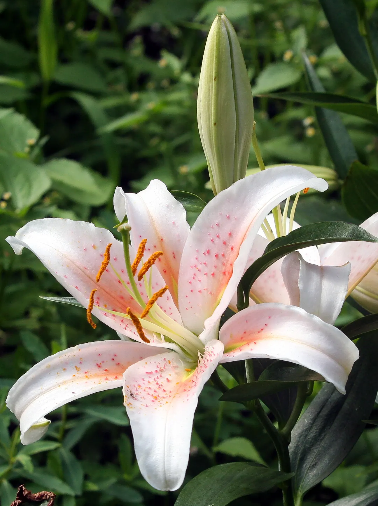 Lily Species (Lilium Hybrids) — They're also superb for cut flower arrangements, enhancing the clients' enjoyment beyond the garden space; annual, image 110