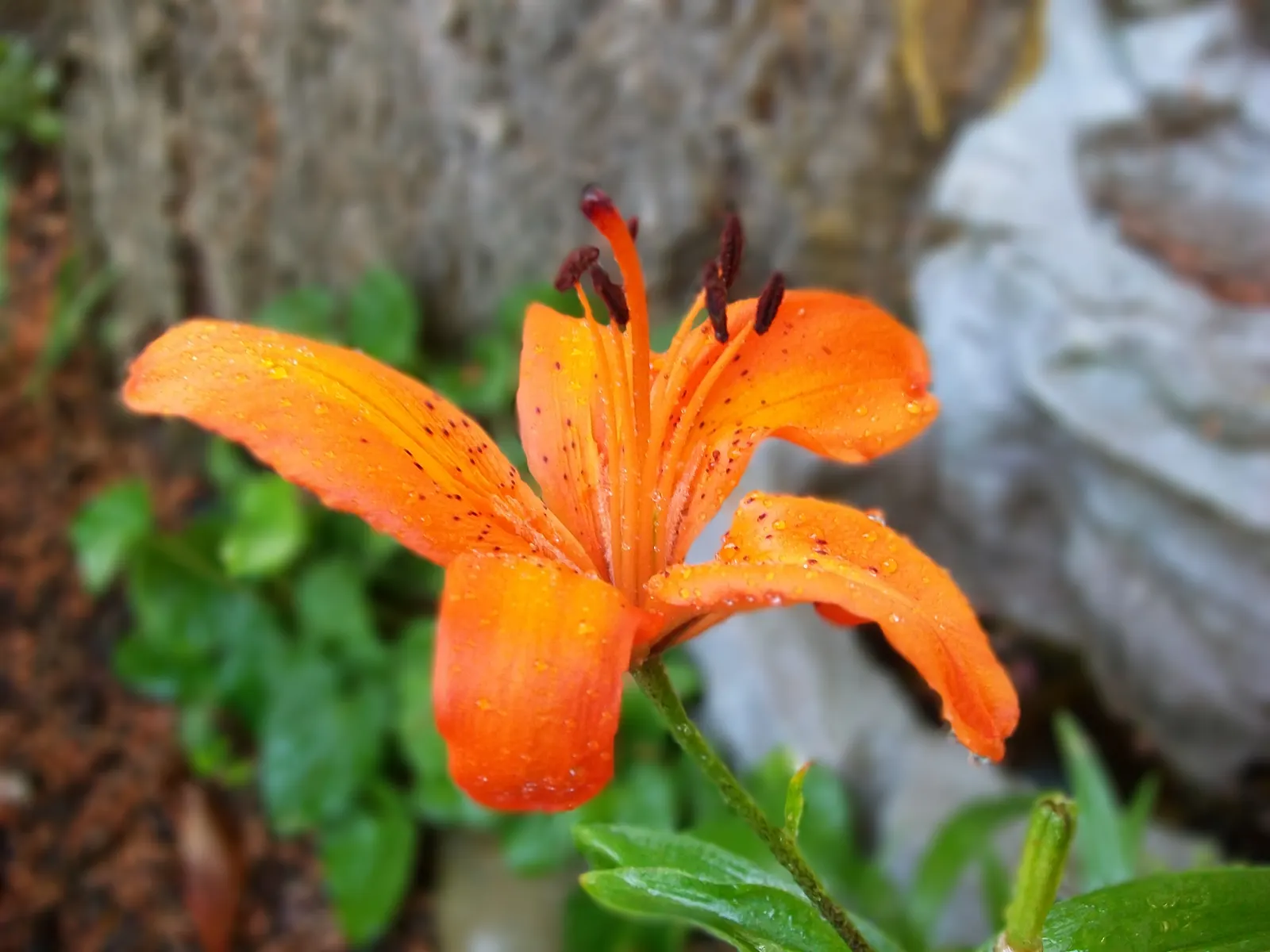Lily Species (Lilium Hybrids) — consider using Lilium hybrids as focal points; or to create dramatic backdrops when planted en masse, image 62