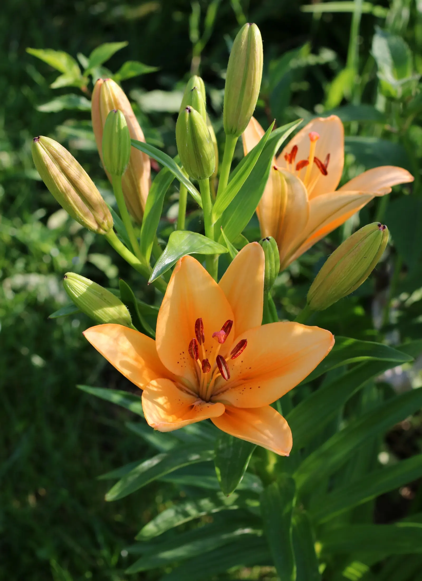 Lily Species (Lilium Hybrids) — you'll find their versatility in design and height variance, image 35
