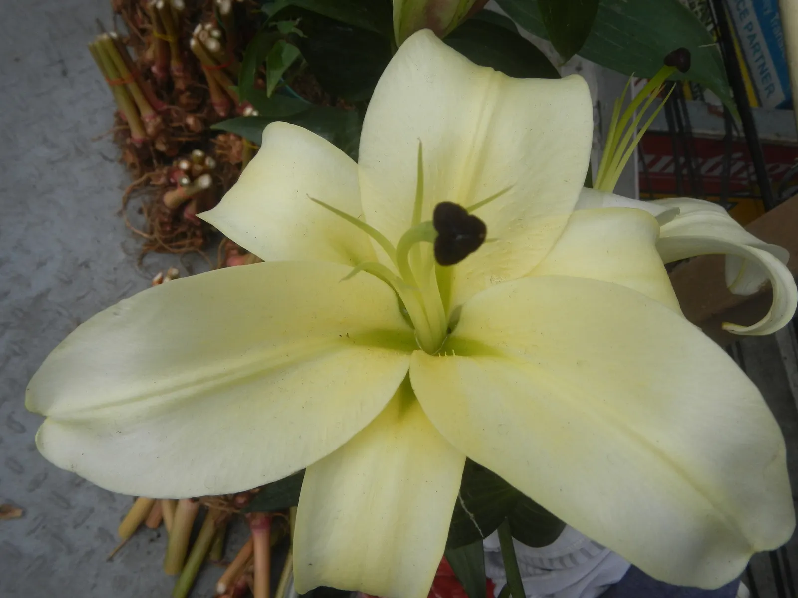 Lily Species (Lilium Hybrids) — esteemed for their vibrant blooms; these hybrids have been selectively bred to enhance particular features such as, image 94