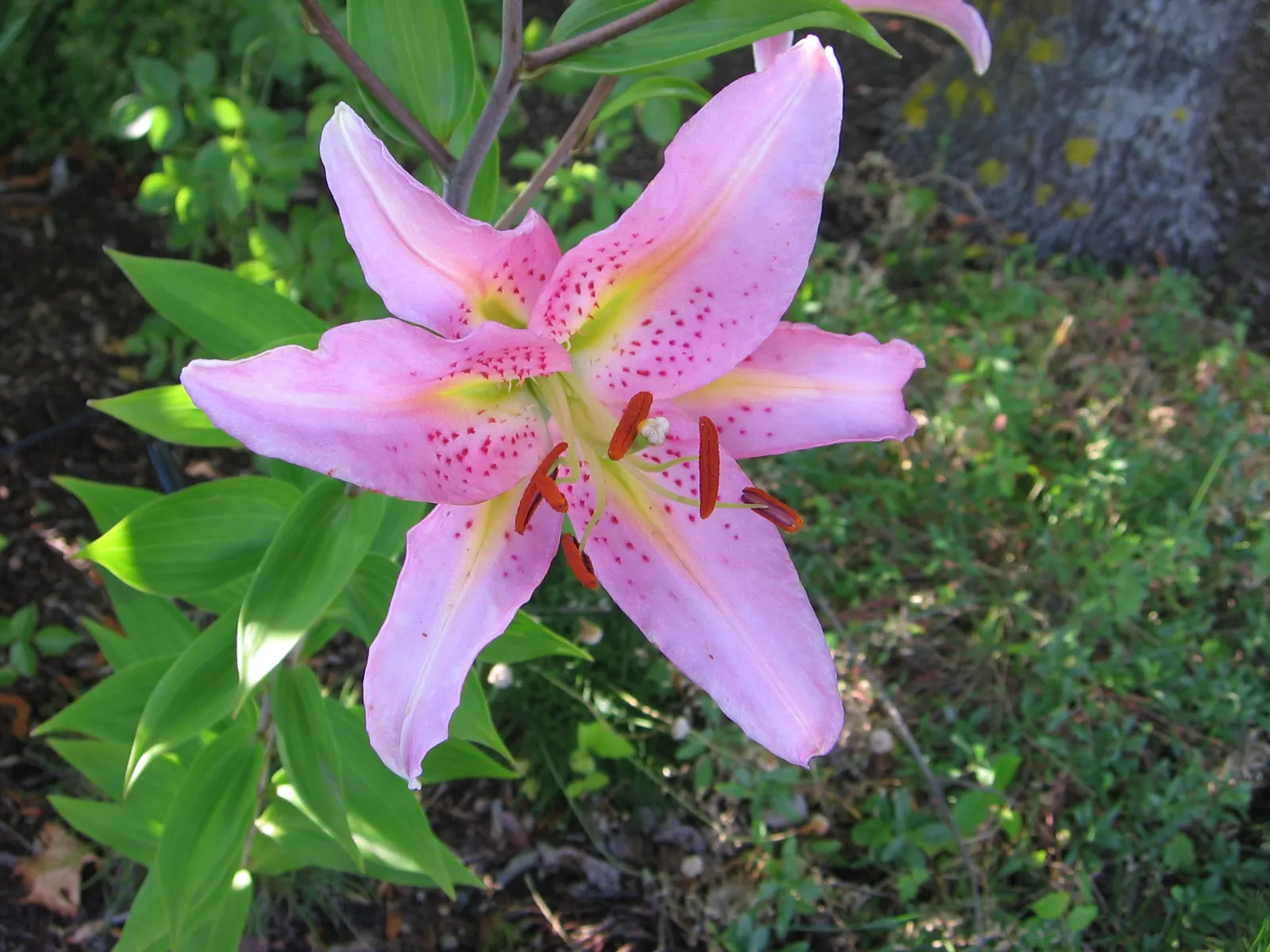 Lily Species (Lilium Hybrids) — bulb for full or half; often fragrant flowers that can captivate the senses and elevate the aesthetic of any garden
