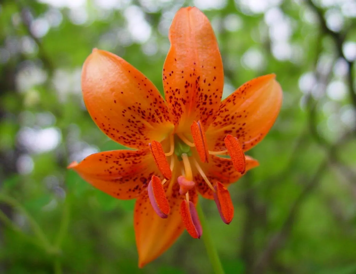 Lily Species (Lilium Hybrids) — commonly referred to as hybrid lilies; they thrive under full sun to partial shade conditions, requiring at least 6, image 124