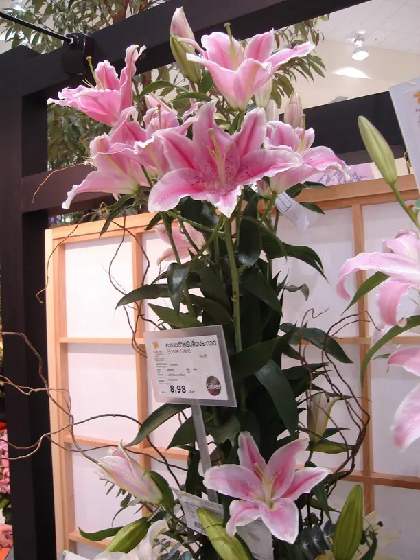 Lily Species (Lilium Hybrids) — you'll find their versatility in design and height variance, image 173