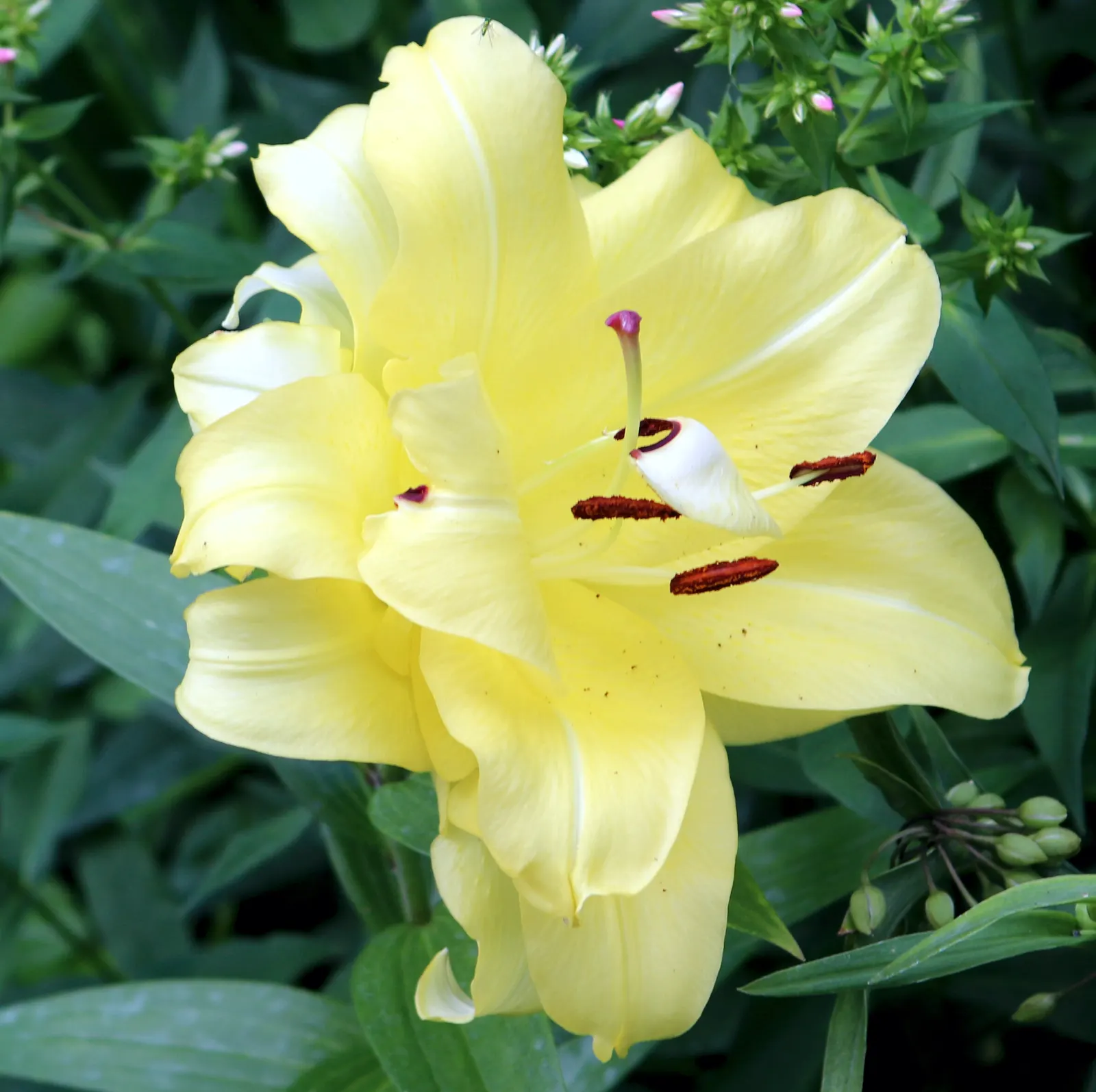 Lily Species (Lilium Hybrids) — Brief Description for Landscape Design Portfolio:\n\nLilium hybrids; with blossom sizes approximately 6 inches, image 47