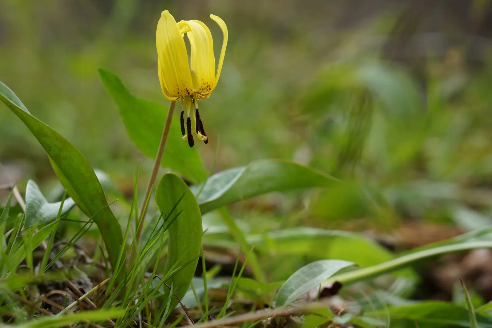 Lily Species (Lilium Hybrids) — Annual mulching is advised to protect bulbs in winter; ideal for accents in beds and borders or as dramatic focal, image 169