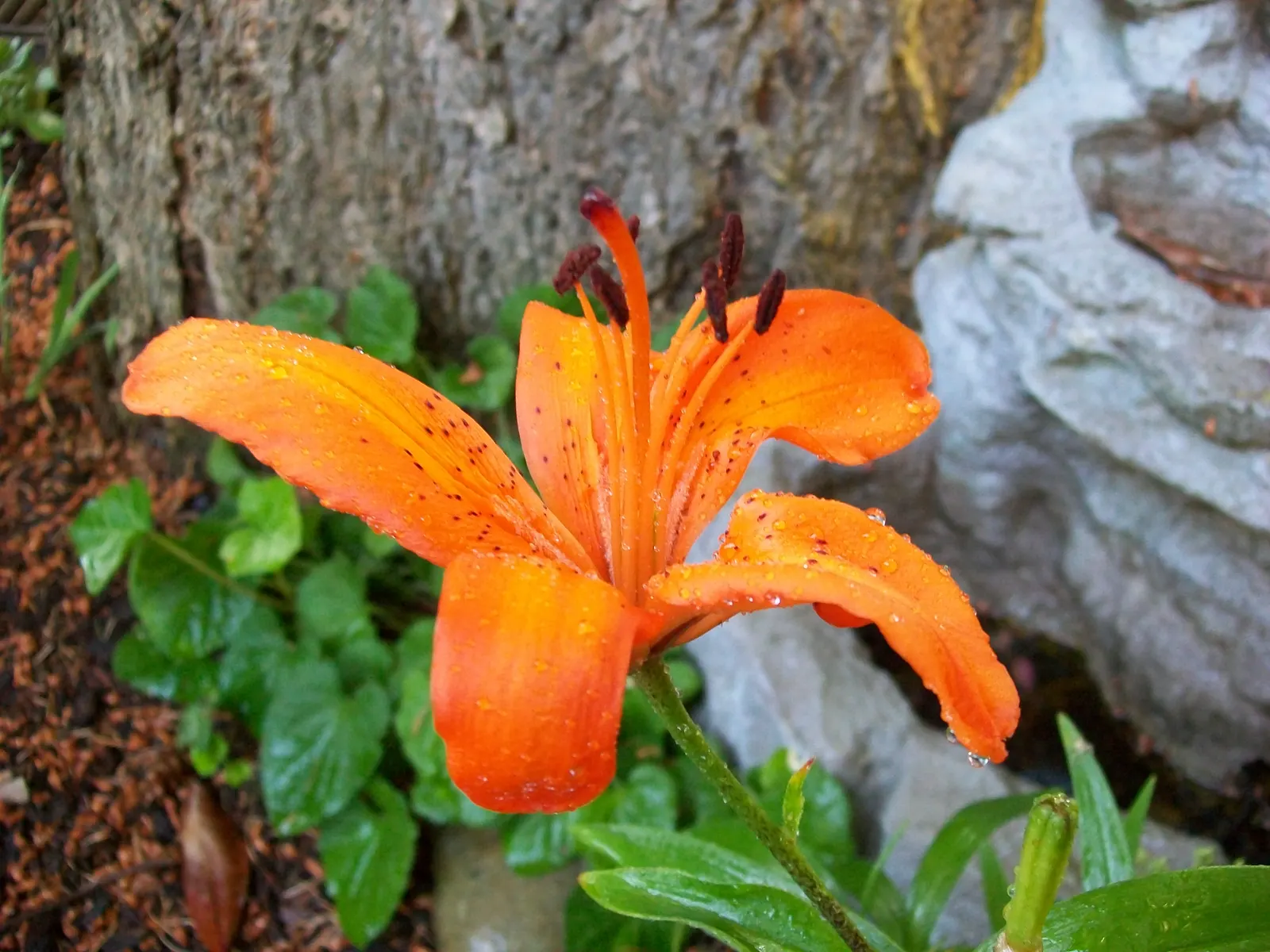 Lily Species (Lilium Hybrids) — ranging from compact varieties at 2 to 3 feet to towering types reaching up to 6 feet; to ensure a successful, image 174
