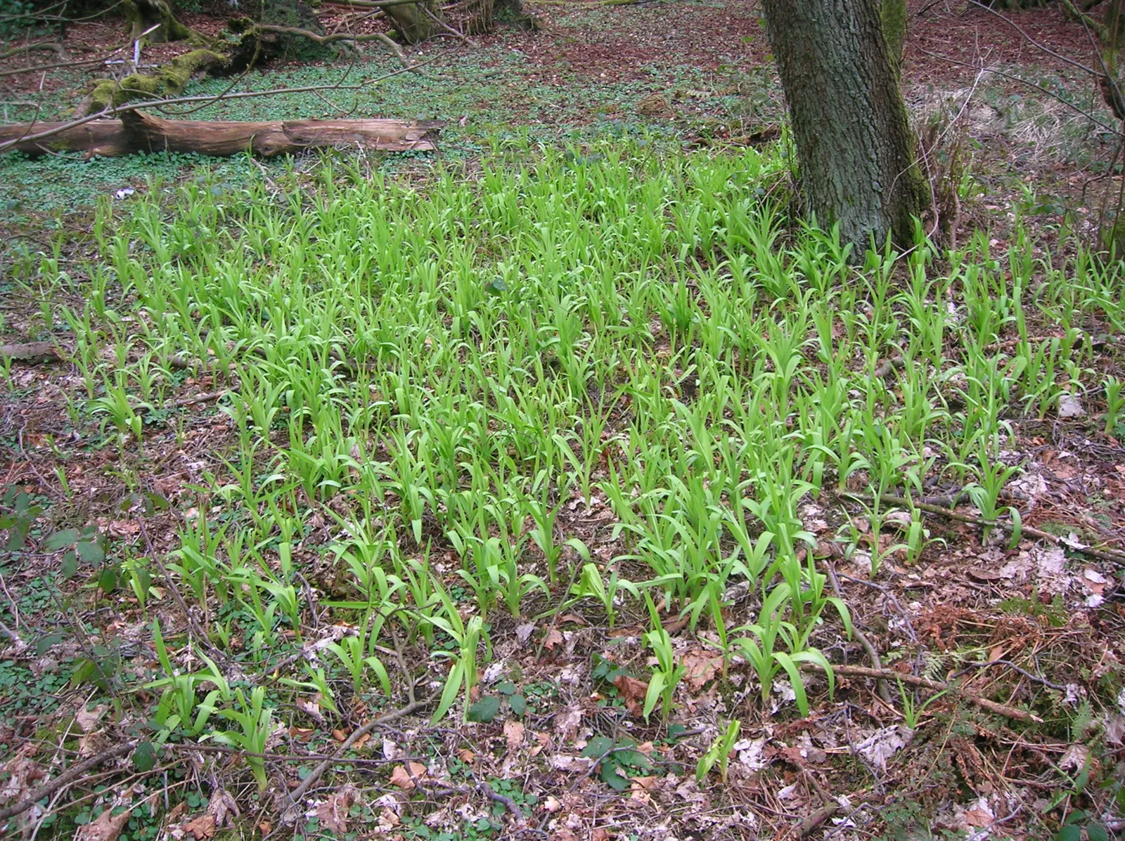 Lily Species (Lilium Hybrids) — Brief Description for Landscape Design Portfolio:\n\nLilium hybrids; with blossom sizes approximately 6 inches across