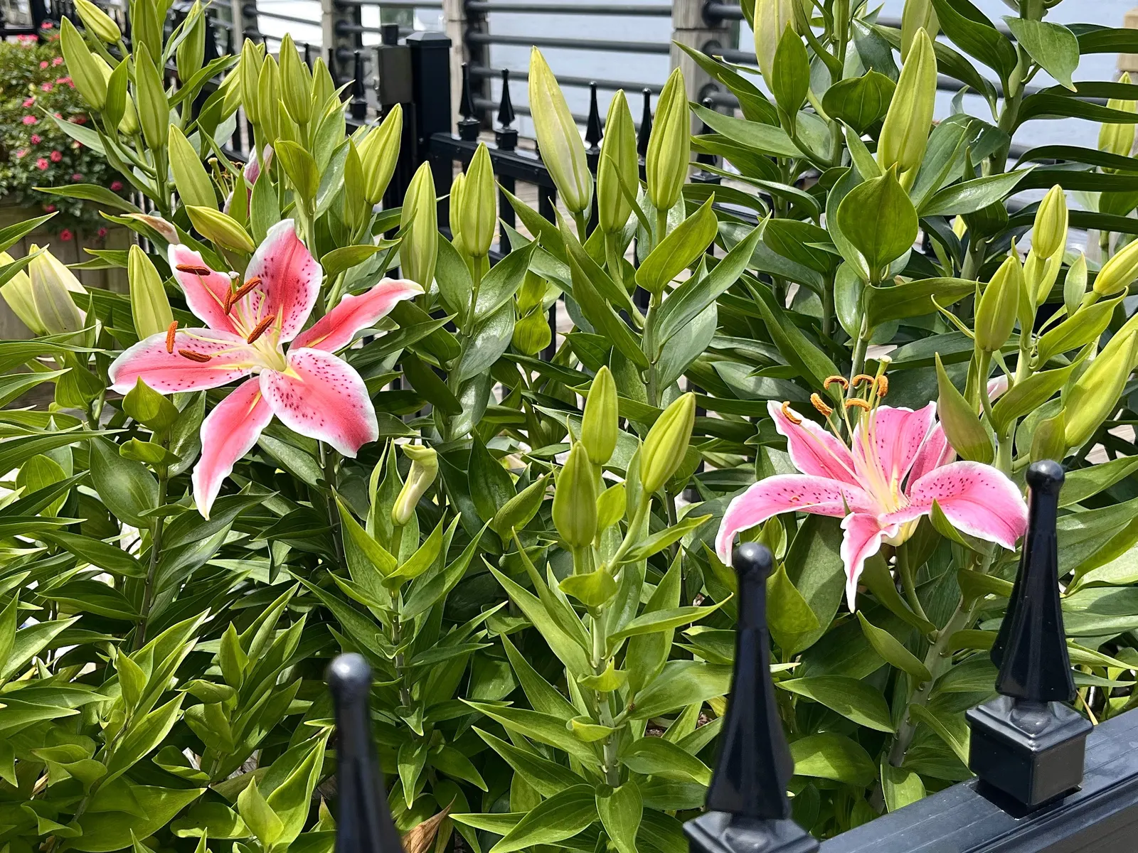 Lily Species (Lilium Hybrids) — bulb with multi-colored and white and yellow blooms; ranging from compact varieties at 2 to 3 feet to towering, image 206
