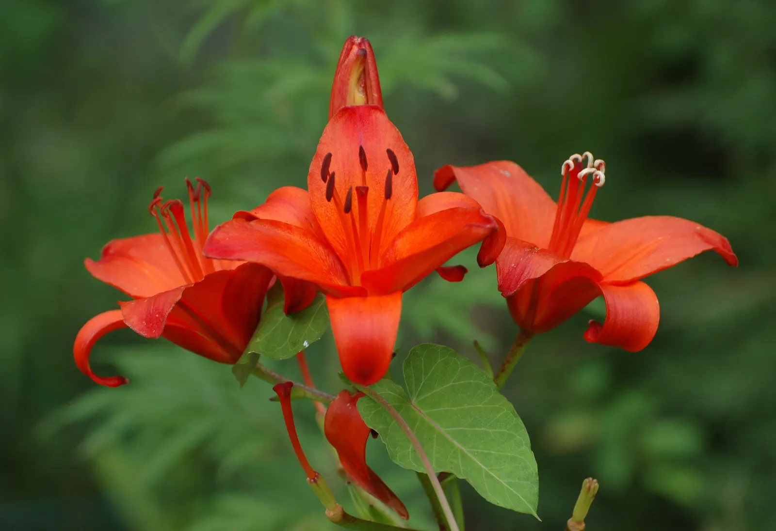 Lily Species (Lilium Hybrids) — with blossom sizes approximately 6 inches across; esteemed for their vibrant blooms, image 165