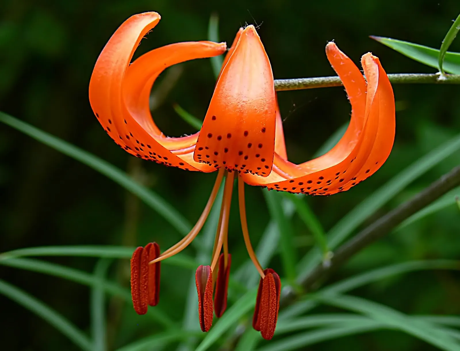 Lily Species (Lilium Hybrids) — Annual mulching is advised to protect bulbs in winter; ideal for accents in beds and borders or as dramatic focal, image 54